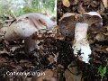 Cortinarius largus-amf656-1